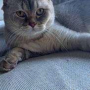 Many a rejoint le concours — aidez-le/la à gagner de superbes lots ! cat, indoor, feline, pet, close_up, relaxed, whiskers, fur, eyes, texture, fabric, window, natural_light, resting, animal, portrait, cute, calm, home, cozy