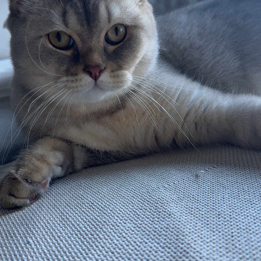 Many a rejoint le concours — aidez-le/la à gagner de superbes lots ! cat, indoor, feline, pet, close_up, relaxed, whiskers, fur, eyes, texture, fabric, window, natural_light, resting, animal, portrait, cute, calm, home, cozy