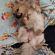 Vaïana participe au concours pour gagner de l'argent avec cette photo : animal, bed, blanket, canine, comfort, cozy, cute, dog, domestic, fluffy, fur, indoor, lying_down, paw, pet, relaxed, resting, smiling, tail, teddy_bear_pattern