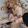 animal, bed, blanket, canine, comfort, cozy, cute, dog, domestic, fluffy, fur, indoor, lying_down, paw, pet, relaxed, resting, smiling, tail, teddy_bear_pattern
