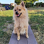 Vaïana a rejoint le concours — aidez-le/la à gagner de superbes lots ! dog, animal, outdoor, park, bench, grass, sunlight, happy, fluffy, pet, nature, canine, fence, bushes, daylight, smiling, ears, fur, tongue, sitting