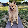 dog, animal, outdoor, park, bench, grass, sunlight, happy, fluffy, pet, nature, canine, fence, bushes, daylight, smiling, ears, fur, tongue, sitting