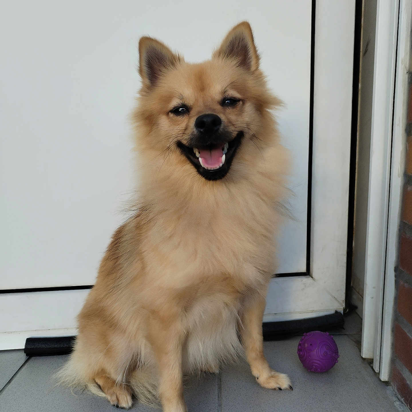 Vaïana participe au concours pour gagner de l'argent avec cette photo : dog, smiling, happy, sitting, fluffy, pet, canine, door, white_background, purple_ball, tile_floor, outdoor, animal, friendly, domestic_animal, fur, playful, companion, cute, portrait