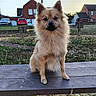 Vaïana a rejoint le concours — aidez-le/la à gagner de superbes lots ! dog, bench, outdoor, park, grass, sunset, suburban, pet, canine, fur, animal, sitting, calm, brown, nature, house, car, daylight, portrait, cute