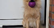 Vaïana a rejoint le concours — aidez-le/la à gagner de superbes lots ! alert, animal, ball, brick_wall, canine, cute, dog, door, fluffy, front_door, fur, mouth, outdoor, pavement, pet, playful, sitting, small_dog, toy, waiting