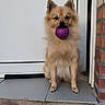 Vaïana a rejoint le concours — aidez-le/la à gagner de superbes lots ! dog, pet, ball, door, brick_wall, outdoor, animal, cute, playful, fluffy, sitting, mouth, toy, waiting, front_door, pavement, canine, fur, small_dog, alert