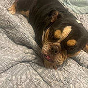 Staccs is registered to the contest to win money with this photo: bulldog, dog, pet, animal, bed, blanket, indoor, closeup, resting, cute, fur, wrinkles, face, tongue, paw, sleepy, companion, domestic, laying, expression