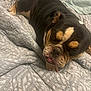 bulldog, dog, pet, animal, bed, blanket, indoor, closeup, resting, cute, fur, wrinkles, face, tongue, paw, sleepy, companion, domestic, laying, expression