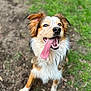 dog, canine, tongue_out, happy, playful, pet, porch, grass, dirt, outdoors, portrait, closeup, fur, ears, paws, smile, eyes, shallow_depth_of_field, brown_white_fur, looking_up