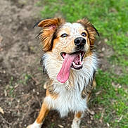 Merle joined the competition — help win amazing prizes! dog, canine, tongue_out, happy, playful, pet, porch, grass, dirt, outdoors, portrait, closeup, fur, ears, paws, smile, eyes, shallow_depth_of_field, brown_white_fur, looking_up