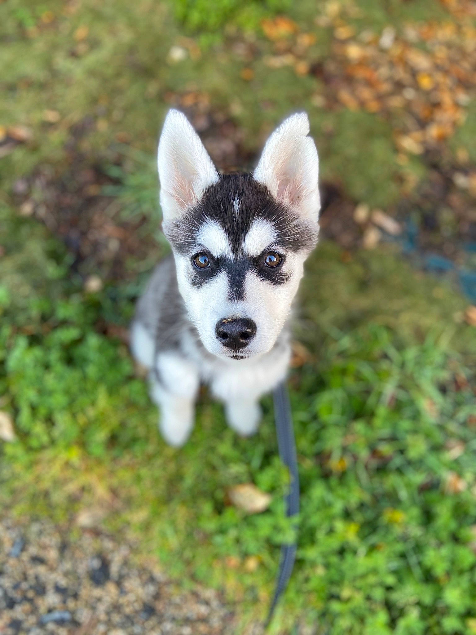 Taïro participe au concours pour gagner de l'argent avec cette photo : ancient_dog_breeds, canidae, carnivore, companion_dog, dog, dog_breed, fawn, grass, non_sporting_group, plant, sled_dog, soil, sporting_group, tail, terrestrial_animal, working_animal, working_dog