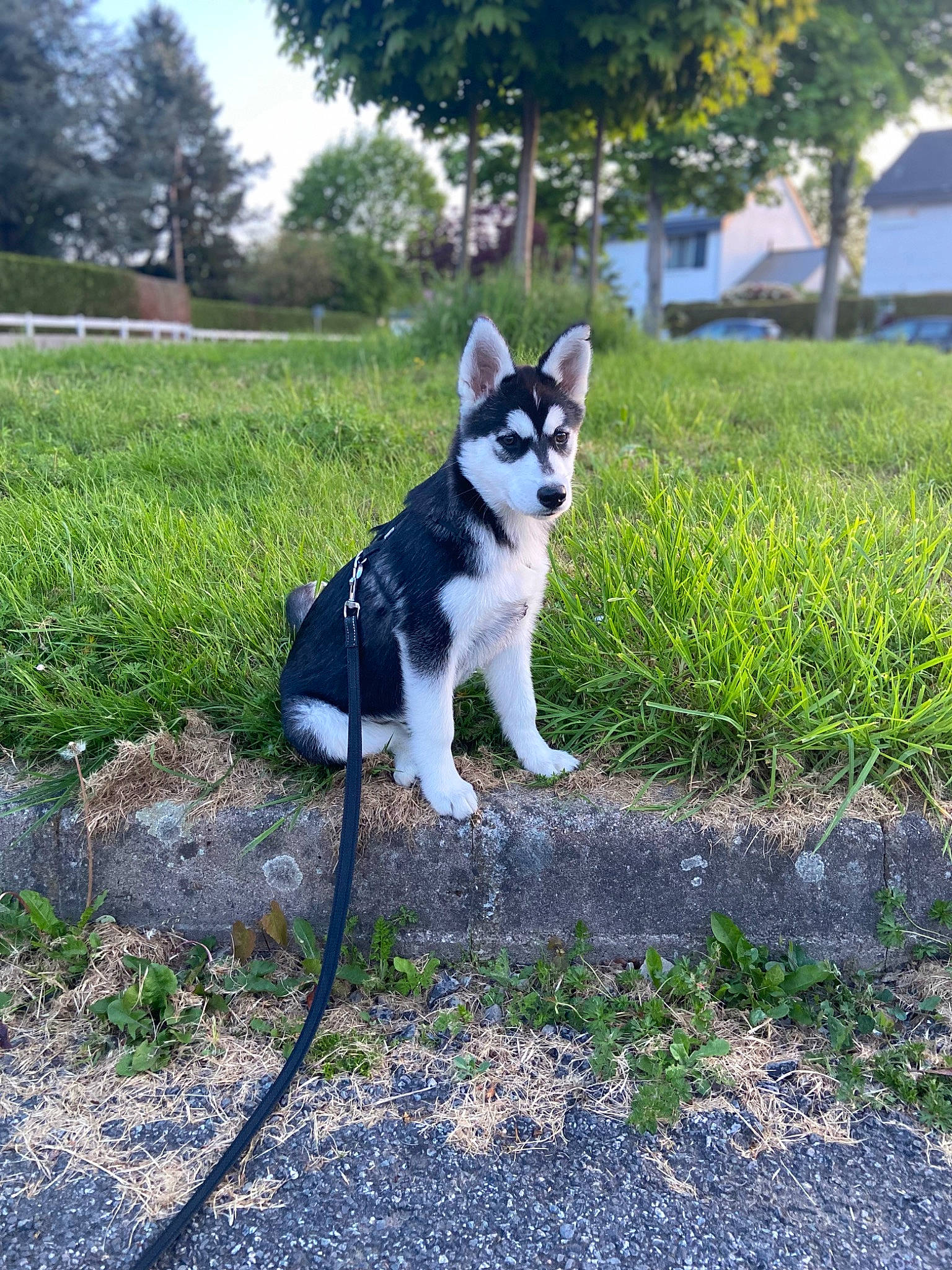 Taïro participe au concours pour gagner de l'argent avec cette photo : canidae, carnivore, collar, companion_dog, dog, dog_breed, grass, herding_dog, non_sporting_group, plant, shadow, sitting, sled_dog, sporting_group, tail, terrestrial_animal, tree, window, working_animal, working_dog