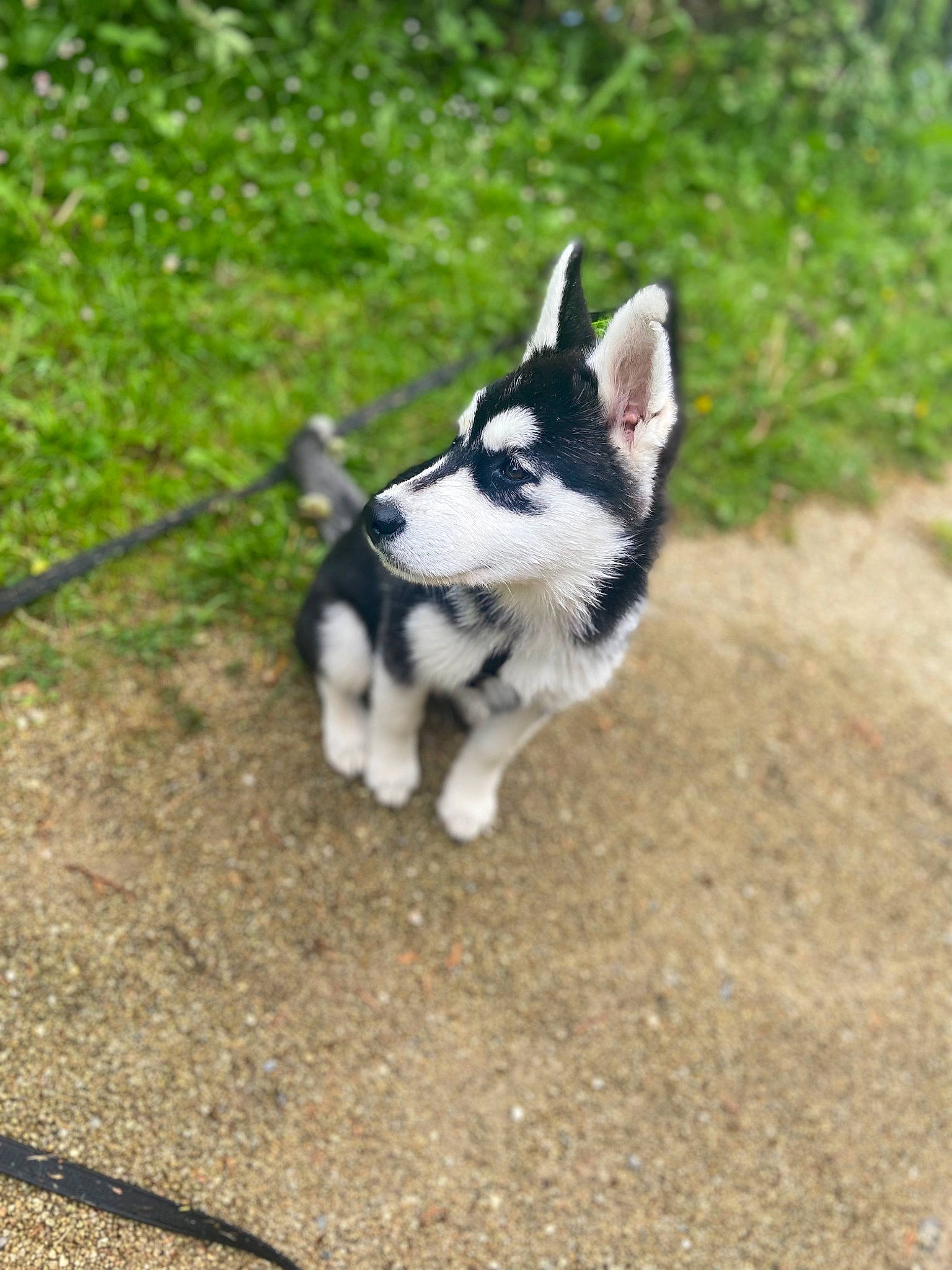 Taïro participe au concours pour gagner de l'argent avec cette photo : canidae, carnivore, companion_dog, dog, dog_breed, electric_blue, felidae, fur, grass, miniature_siberian_husky, non_sporting_group, plant, snout, soil, sporting_group, tail, terrestrial_animal, whiskers, working_animal, working_dog