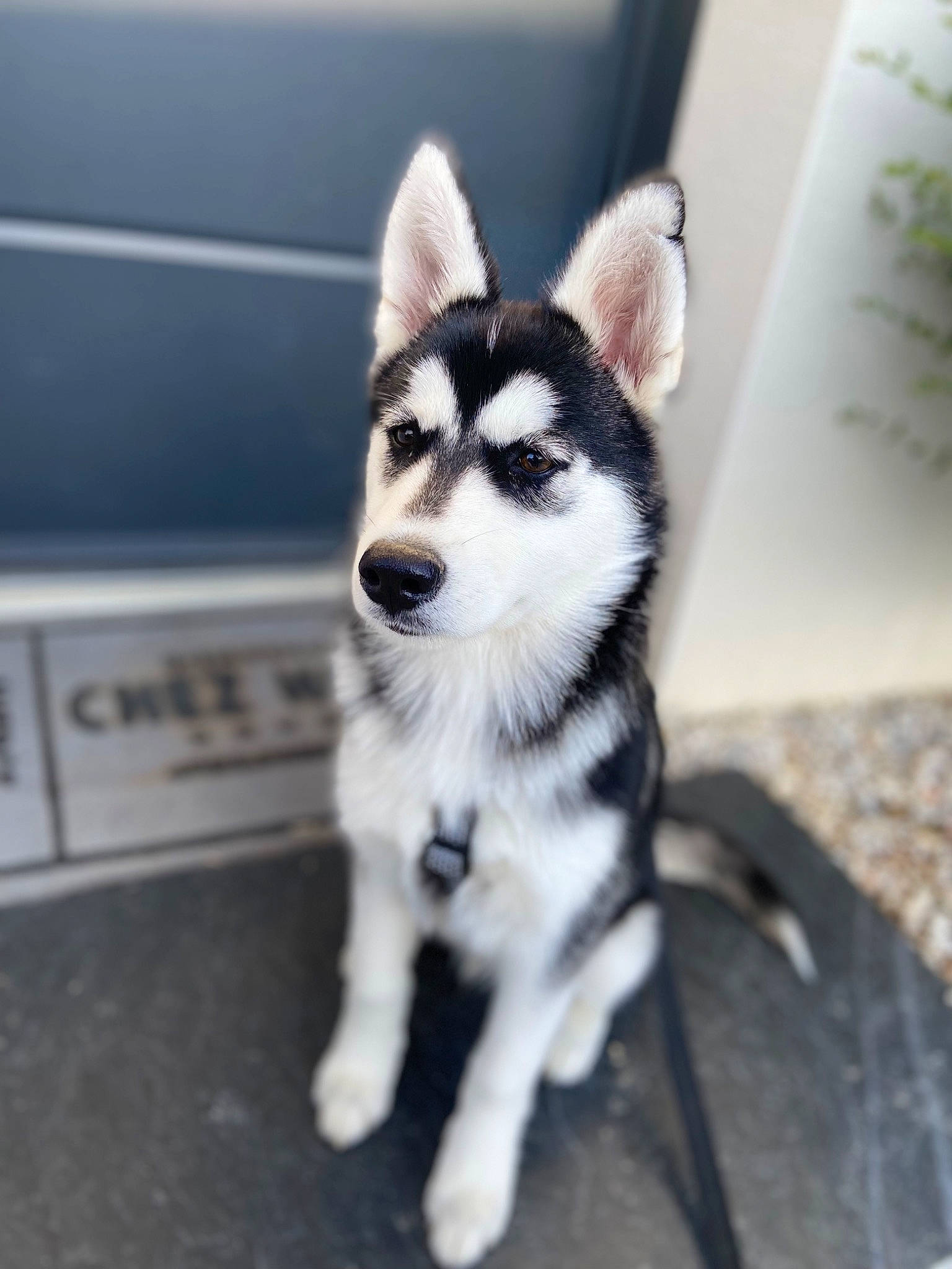 Taïro participe au concours pour gagner de l'argent avec cette photo : ancient_dog_breeds, canidae, canis, carnivore, companion_dog, dog, dog_breed, fur, metal, monochrome_photography, non_sporting_group, sitting, sled_dog, tail, terrestrial_animal, whiskers, wildlife, working_animal, working_dog