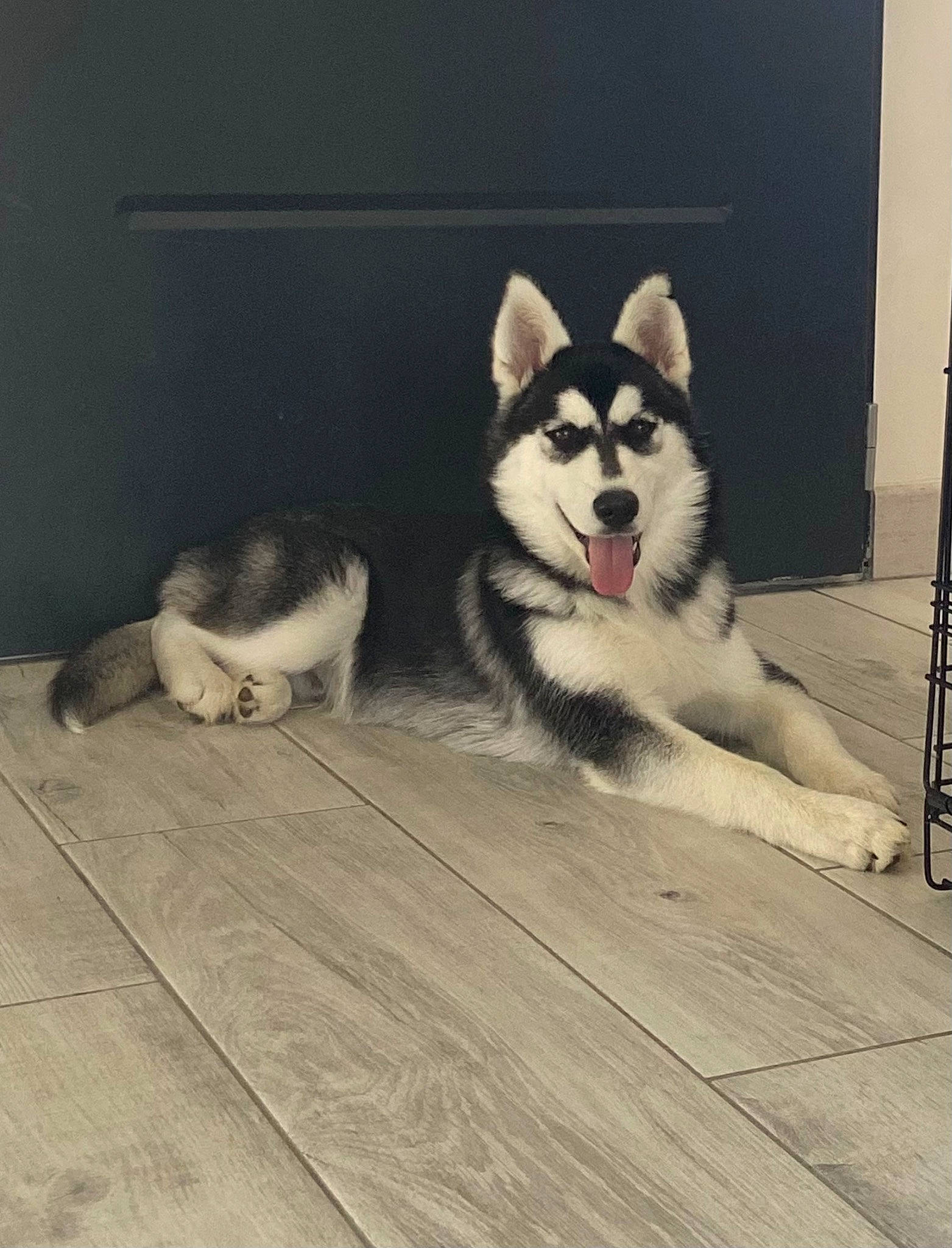 Taïro a rejoint le concours — aidez-le/la à gagner de superbes lots ! ancient_dog_breeds, canidae, canis, carnivore, companion_dog, dog, dog_breed, flooring, fur, grey, hardwood, plank, siberian_husky, sled_dog, snout, sporting_group, tail, wood, working_animal, working_dog