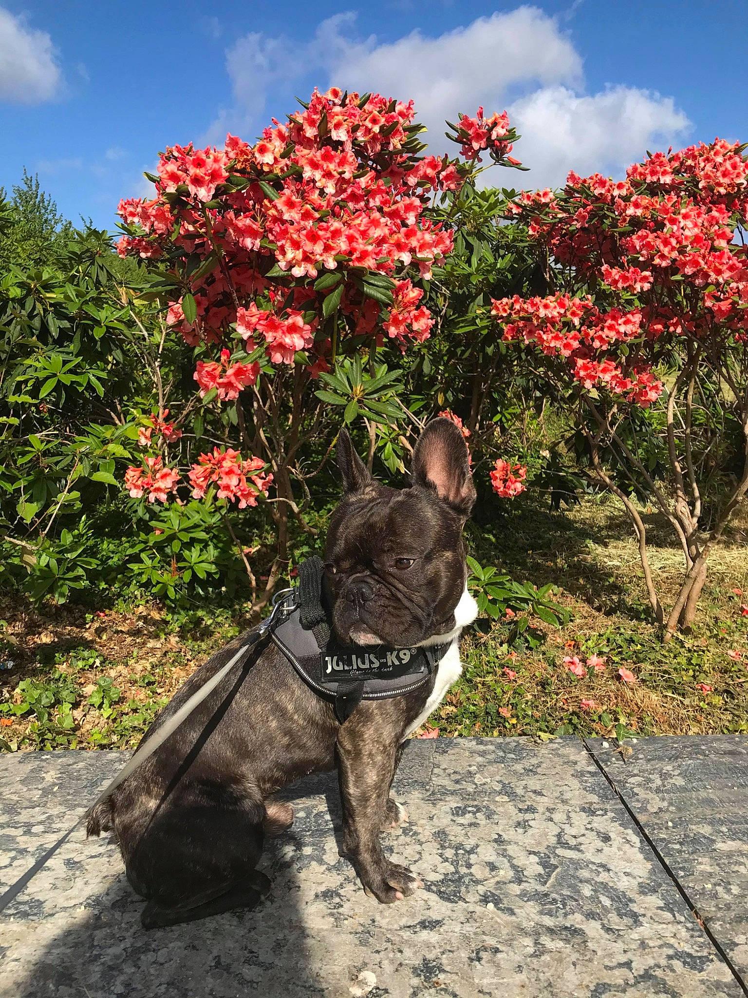 Fayco a rejoint le concours — aidez-le/la à gagner de superbes lots ! autumn, botany, canidae, carnivore, dog, fawn, flower, flowering_plant, french_bulldog, leaf, non_sporting_group, plant, shrub, sporting_group, spring, tree, woody_plant