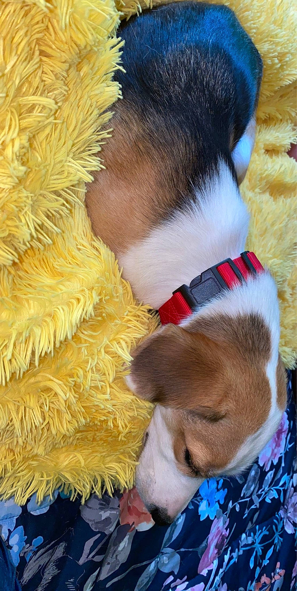 Magnolia is registered to the contest to win money with this photo: canidae, carnivore, companion_dog, dog, dog_breed, ear, fawn, fox_terrier, fur, nose, puppy, puppy_love, snout, sporting_group