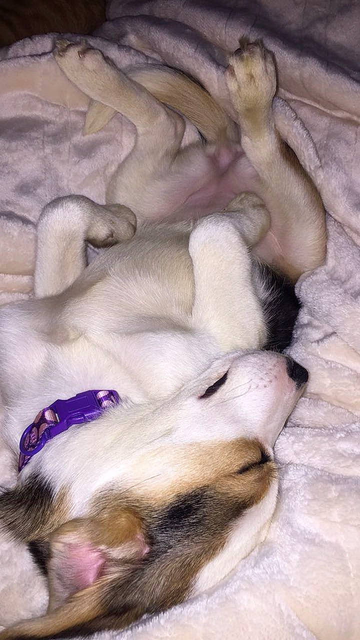 Magnolia joined the competition — help win amazing prizes! canidae, carnivore, dog, dog_breed, fawn, mammal, norwegian_lundehund, paw, puppy, puppy_love