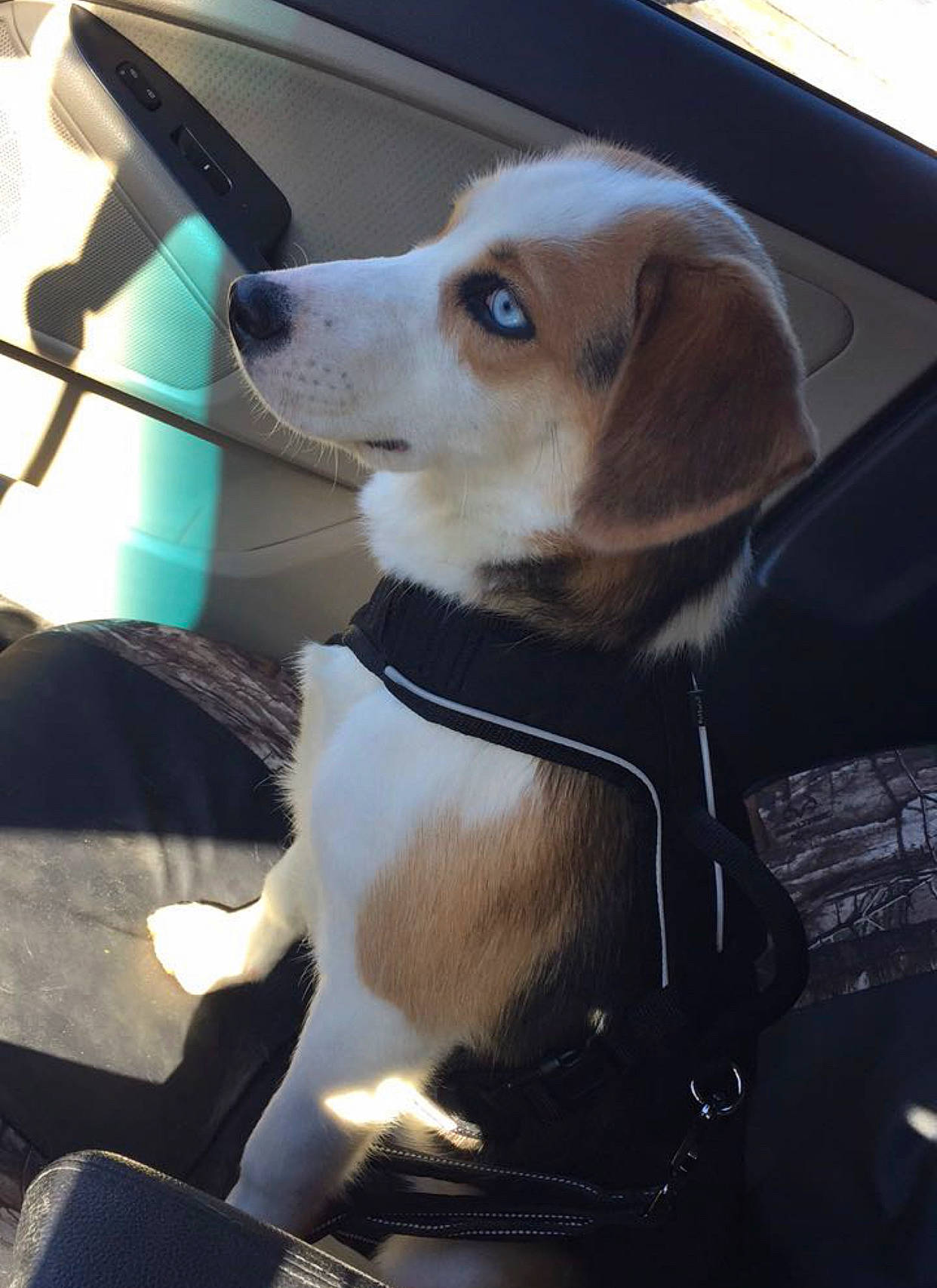 Magnolia is registered to the contest to win money with this photo: american_foxhound, auto_part, beagle, canidae, car, car_seat, carnivore, companion_dog, dog, dog_breed, harrier, puppy, seat_belt, snout, sporting_group, vehicle
