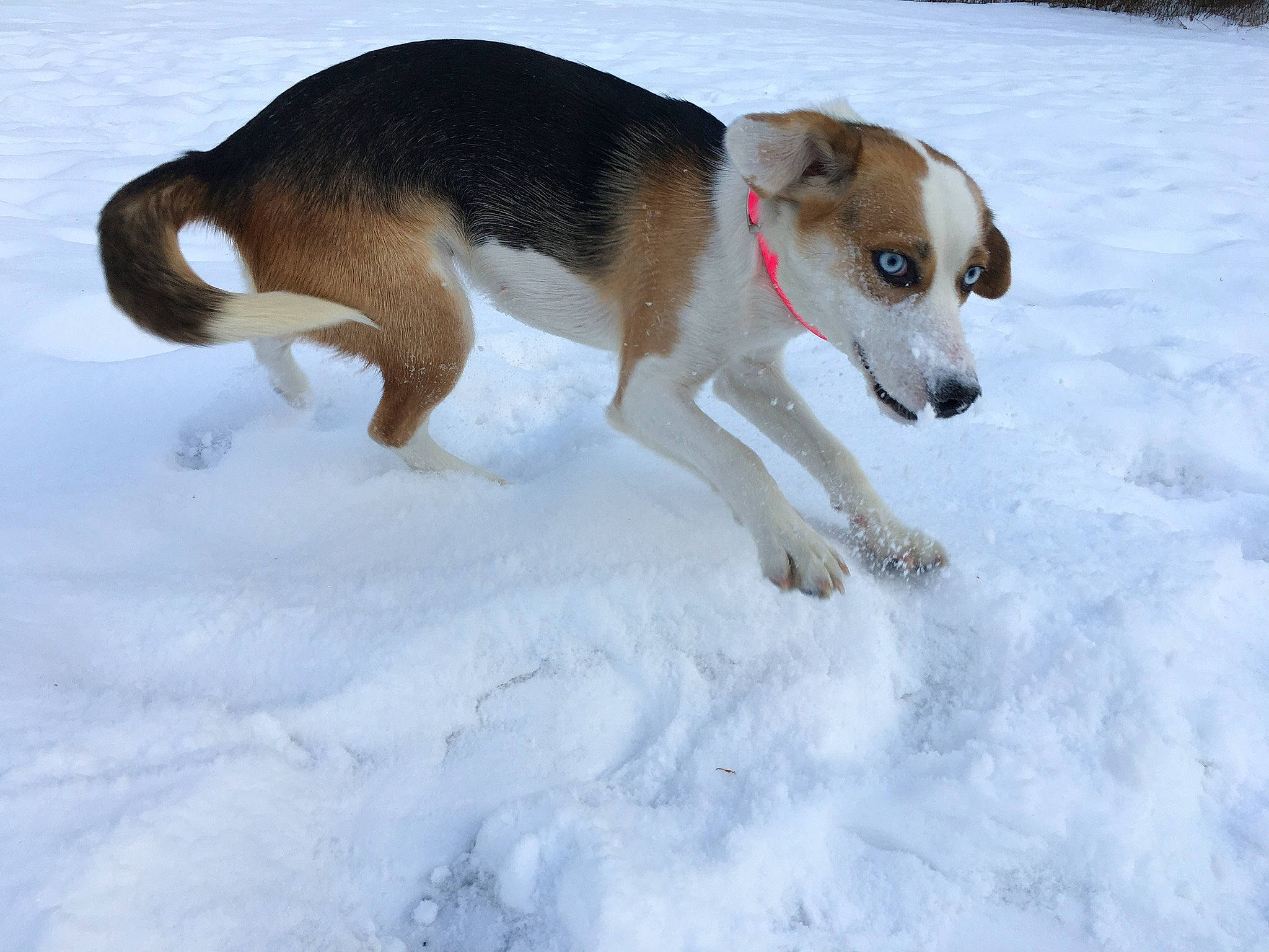 Magnolia is registered to the contest to win money with this photo: american_foxhound, beagle, canidae, carnivore, dog, dog_breed, drever, english_foxhound, estonian_hound, finnish_hound, halden_hound, hamiltonstovare, harrier, hygenhund, mammal, rare_breed_dog, serbian_tricolour_hound, snout, snow, vertebrate