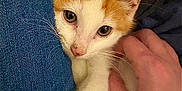 Rigatoni is registered to the contest to win money with this photo: kitten, cat, orange_and_white, petting, hand, jeans, close_up, fur, whiskers, cute, young_cat, indoor, comfort, affection, animal, domestic_cat, feline, resting, soft, cozy