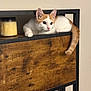 Rigatoni is registered to the contest to win money with this photo: cat, kitten, orange_and_white, shelf, wood, metal, candle, curious, pet, indoor, furniture, tail, eyes, snacks, bag, household, resting, cute, animal, young_cat