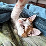 Rigatoni is registered to the contest to win money with this photo: cat, kitten, paw, blanket, bed, whiskers, fur, orange, white, curious, stretching, indoor, cute, pet, animal, soft, cozy, resting, playful, young