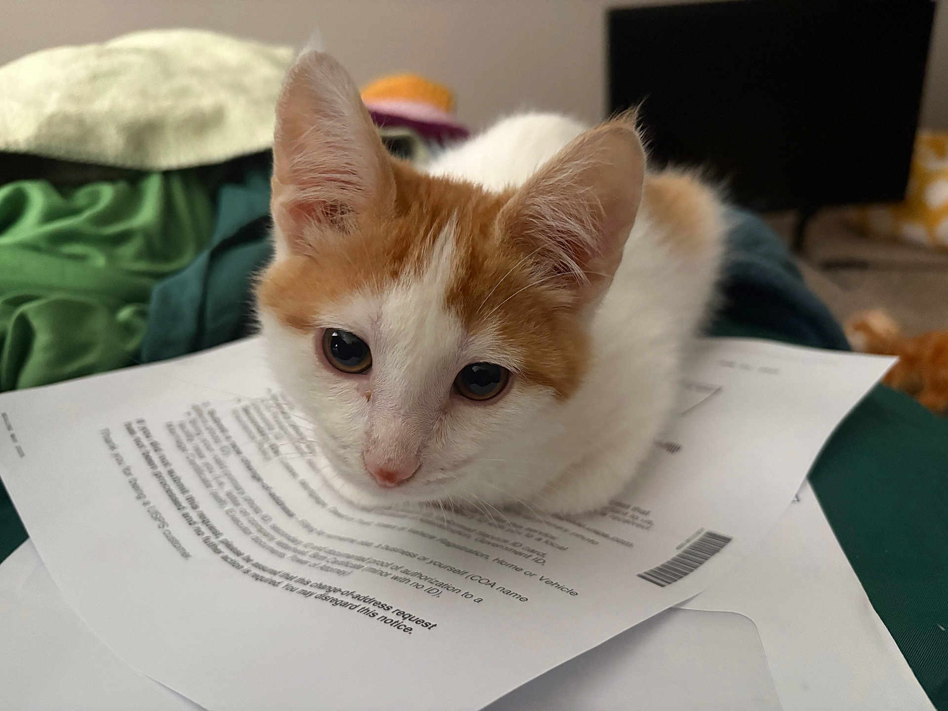 Rigatoni is registered to the contest to win money with this photo: cat, kitten, orange_and_white, papers, document, indoor, pet, cute, animal, fur, small, domestic, whiskers, ears, eyes, nose, resting, closeup, soft, cozy