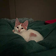 Rigatoni is registered to the contest to win money with this photo: cat, kitten, animal, pet, white, orange, fur, blanket, bed, cozy, resting, indoor, cute, small, young, looking, ears, whiskers, soft, relaxed