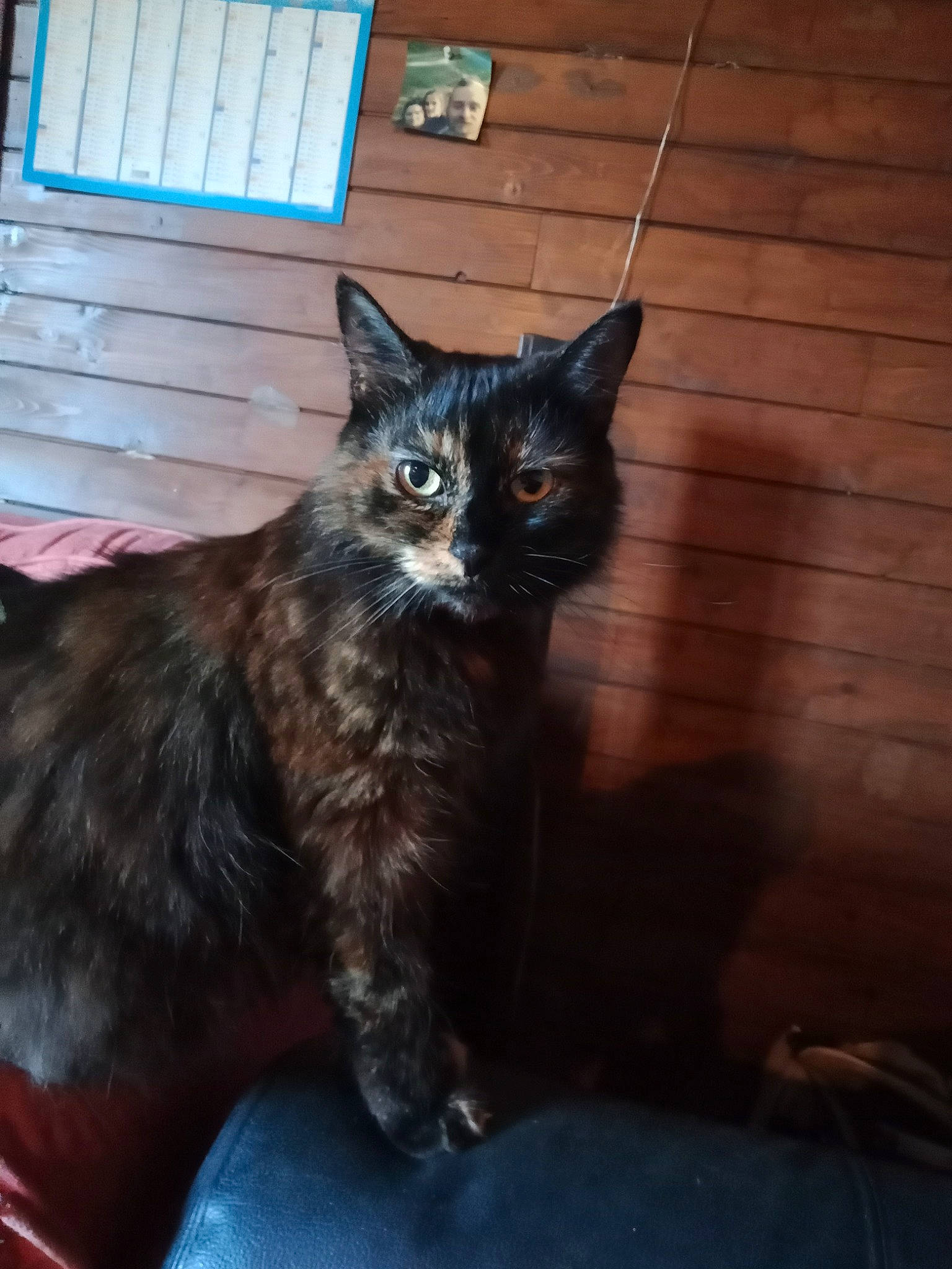 Pikatchu a rejoint le concours — aidez-le/la à gagner de superbes lots ! black_cat, carnivore, cat, claw, comfort, domestic_short_haired_cat, felidae, floor, flooring, fur, grey, hardwood, paw, small_to_medium_sized_cats, snout, tail, terrestrial_animal, whiskers, window, wood