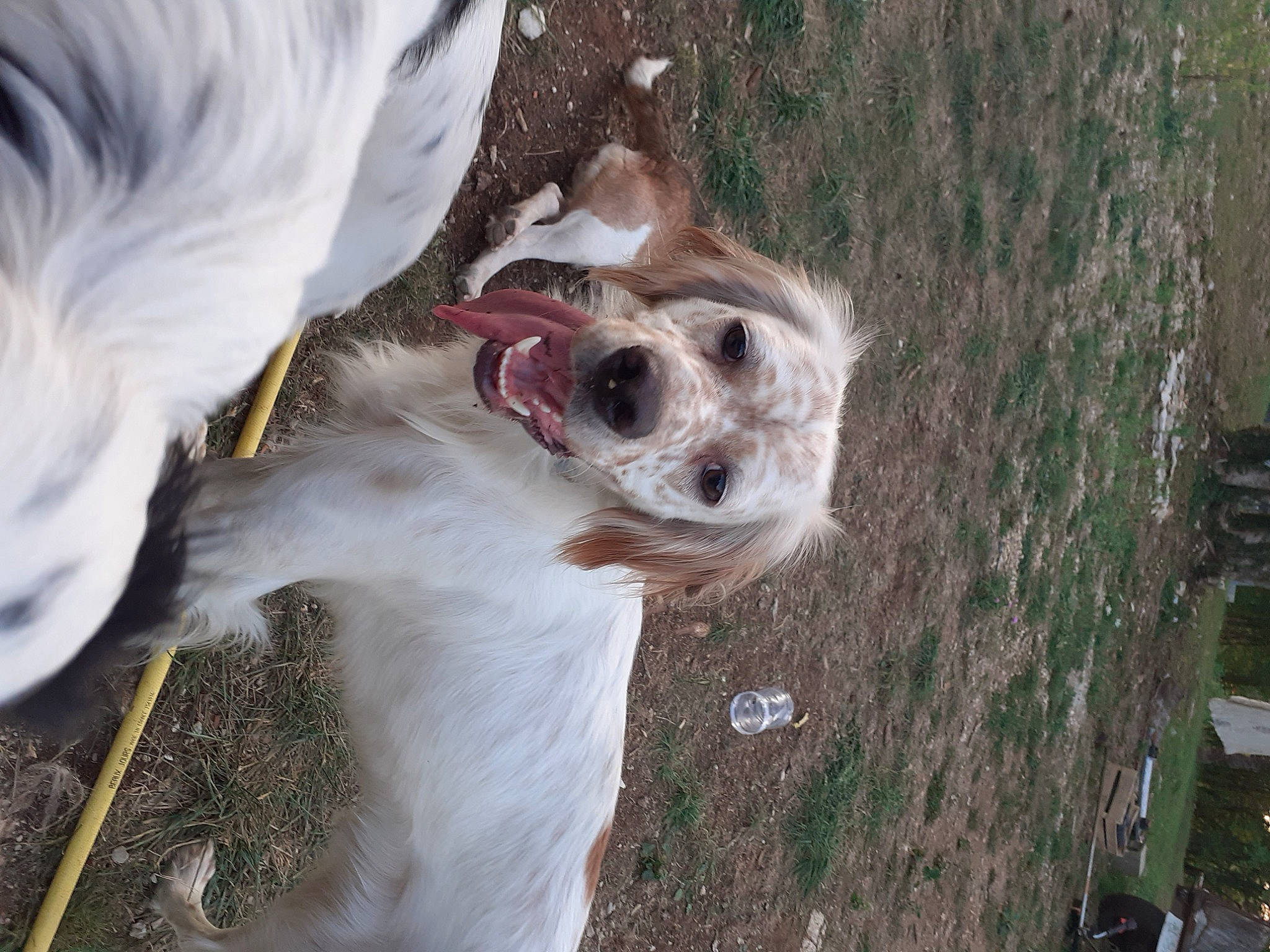 Pearl participe au concours pour gagner de l'argent avec cette photo : canidae, carnivore, collar, companion_dog, dog, dog_breed, dog_collar, fawn, fur, grass, non_sporting_group, plant, sighthound, snout, sporting_group, sunglasses, tree, trunk, wood, working_animal