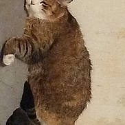 Gribouille participe au concours pour gagner de l'argent avec cette photo : cat, two_cats, tabby_cat, curious, indoor, pet, animal, feline, fur, whiskers, ears, standing, looking_up, close_up, domestic_cat, mammal, companions, playful, cute, house_pet