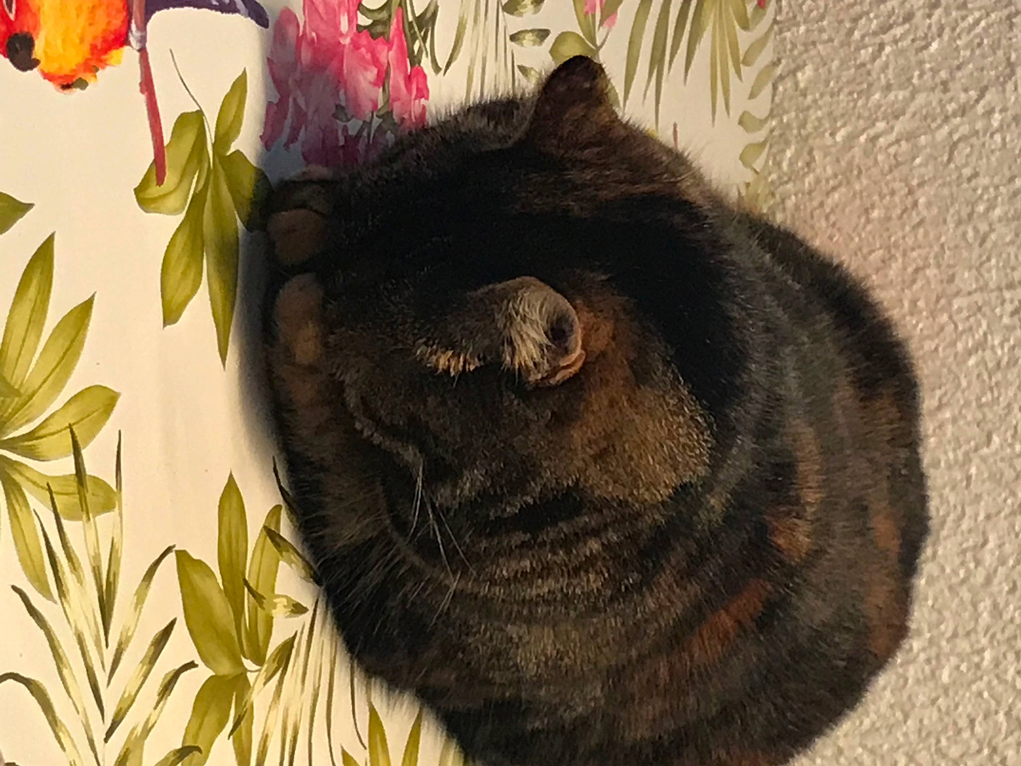 Chouchou a rejoint le concours — aidez-le/la à gagner de superbes lots ! black_cat, bombay, carnivore, cat, claw, comfort, domestic_short_haired_cat, felidae, fur, nap, petal, plant, small_to_medium_sized_cats, snout, tail, terrestrial_animal, tree, whiskers