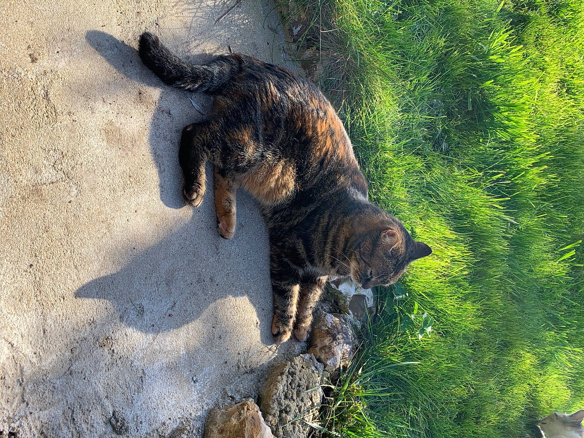 Chouchou a rejoint le concours — aidez-le/la à gagner de superbes lots ! canidae, carnivore, cat, claw, dog_breed, domestic_short_haired_cat, fawn, felidae, fur, grass, paw, plant, small_to_medium_sized_cats, snout, tail, terrestrial_animal, tree, trunk, whiskers, wildlife