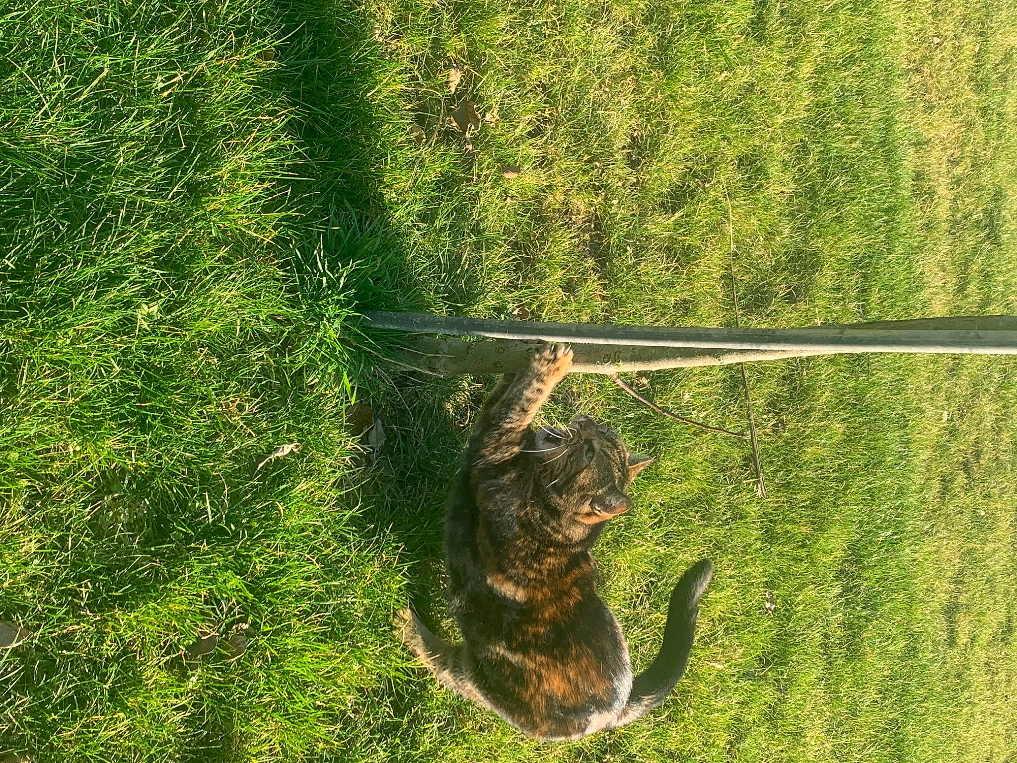 Chouchou participe au concours pour gagner de l'argent avec cette photo : felidae, grass, grass_family, grassland, groundcover, landscape, lawn, leaf, pasture, people_in_nature, plant, shrub, small_to_medium_sized_cats, tail, terrestrial_animal, terrestrial_plant, tree, trunk, vegetation, wood