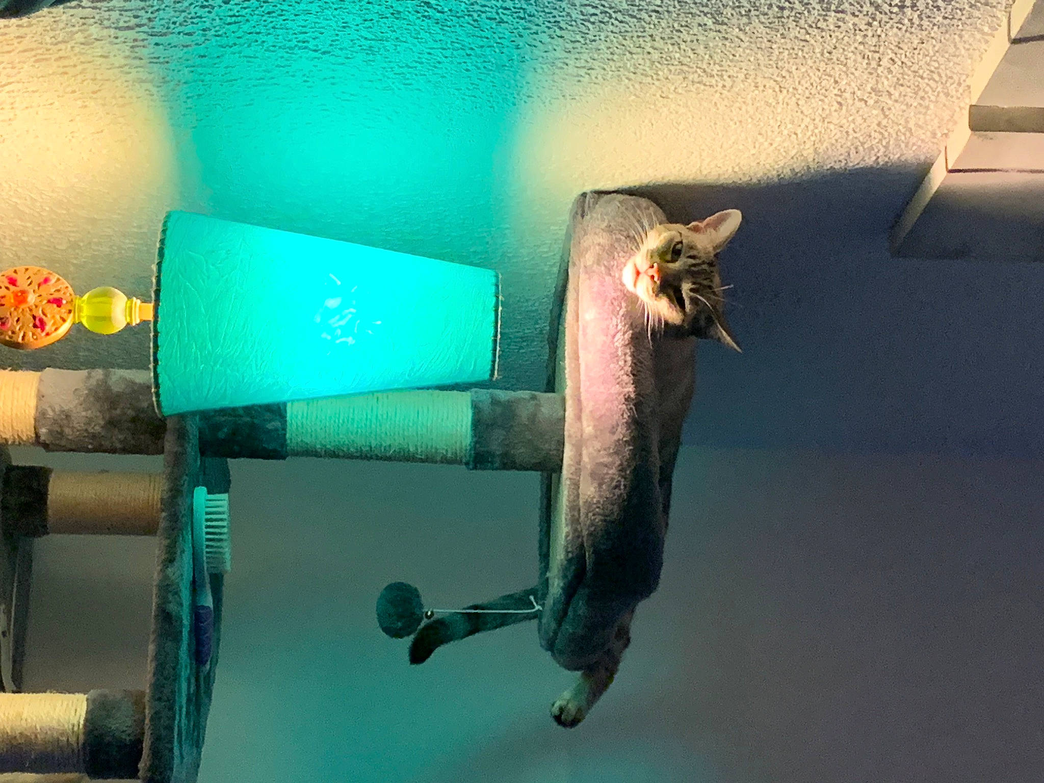 Pompon a rejoint le concours — aidez-le/la à gagner de superbes lots ! art, audio_equipment, bumper, eyewear, facial_hair, fashion_accessory, fish, glass, light_fixture, macro_photography, metal, room, shadow, skateboard, sports_equipment, still_life_photography, tints_and_shades, vehicle_door, wing, wood