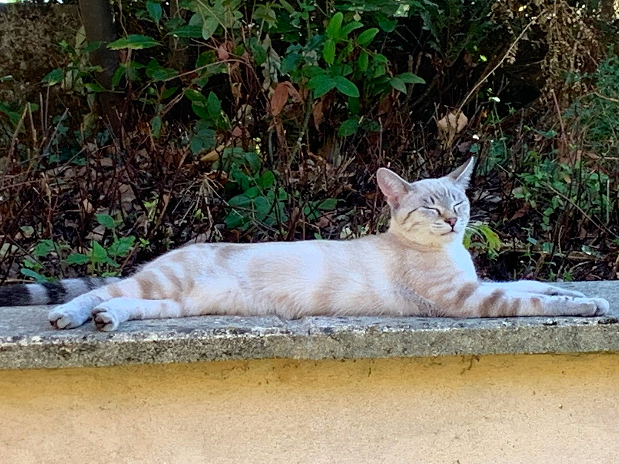 Pompon a rejoint le concours — aidez-le/la à gagner de superbes lots ! carnivore, cat, domestic_short_haired_cat, fawn, felidae, fur, grass, leaf, mammal, plant, road_surface, sitting, small_to_medium_sized_cats, snout, tail, terrestrial_animal, tree, vertebrate, whiskers, wood