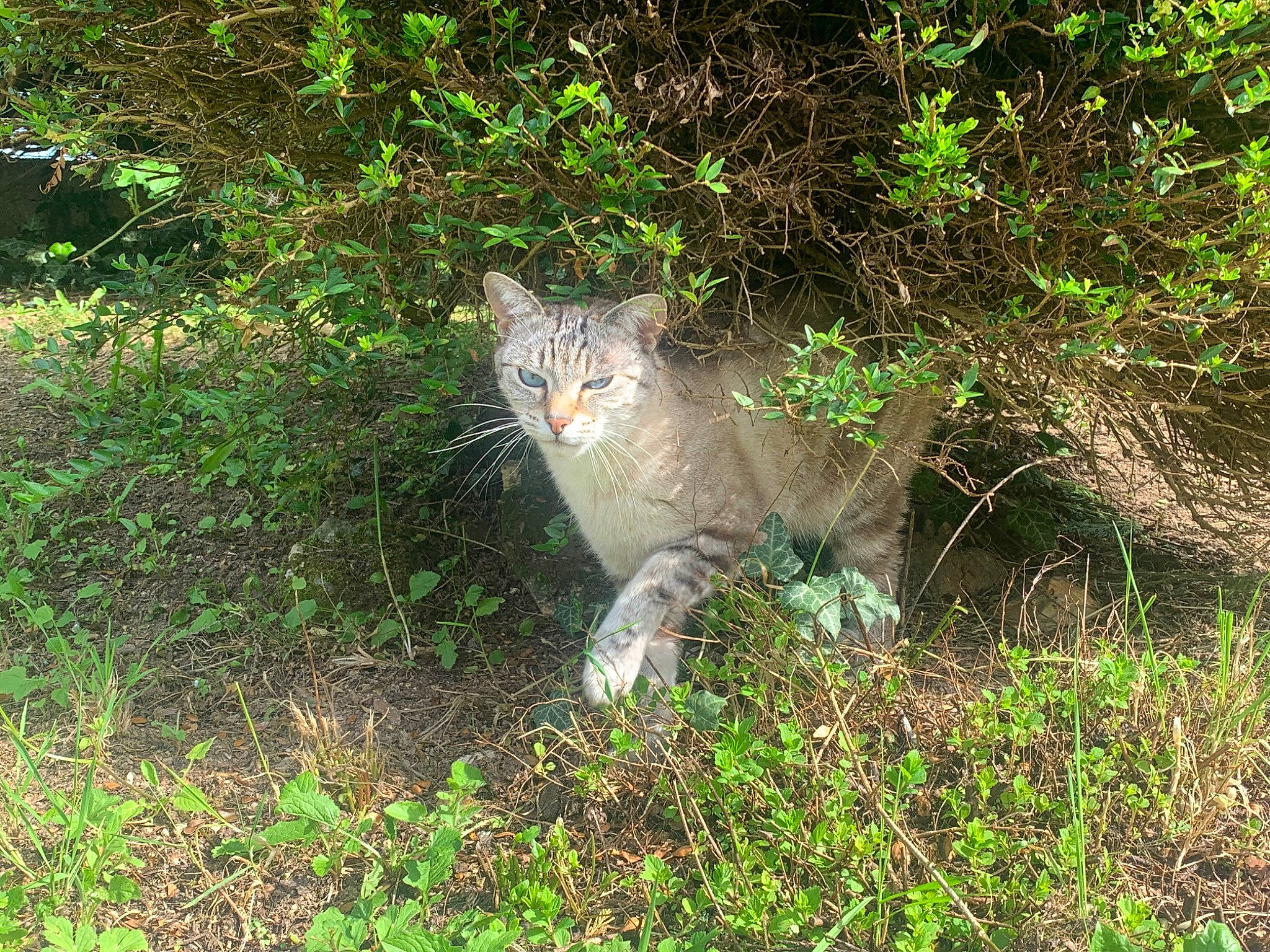 Pompon participe au concours pour gagner de l'argent avec cette photo : carnivore, cat, domestic_short_haired_cat, fawn, felidae, fur, grass, grass_family, groundcover, natural_landscape, plant, plant_community, shrub, small_to_medium_sized_cats, snout, soil, tail, terrestrial_animal, trunk, whiskers