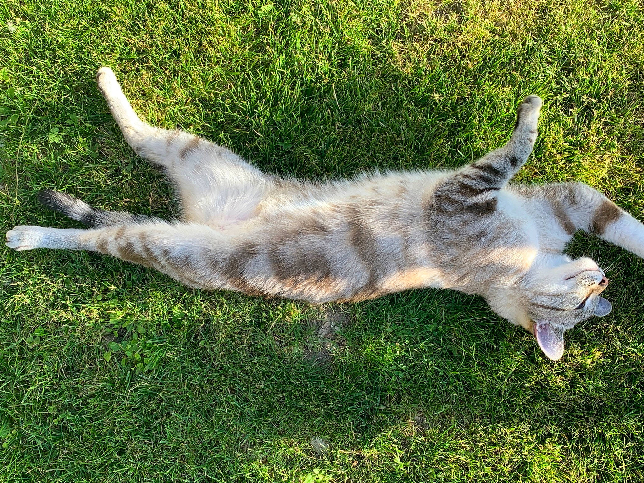 Pompon a rejoint le concours — aidez-le/la à gagner de superbes lots ! canidae, carnivore, dog, dog_breed, fawn, felidae, fur, gesture, grass, jaw, pasture, plant, small_to_medium_sized_cats, snout, sporting_group, tail, terrestrial_animal, whiskers, wildlife, wolf