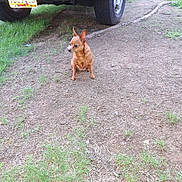 Nikki joined the competition — help win amazing prizes! dog, brown_dog, small_dog, vehicle, car, tire, license_plate, dirt, grass, outdoor, pet, animal, parked_car, ground, nature, ears, alert, sitting, daytime, curious
