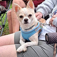 Loki joined the competition — help win amazing prizes! dog, small_dog, blue_harness, person, lap, outdoor, grass, chair, casual, relaxing, hand, watch, phone, shorts, sitting, leash, pet, companion, summer, daytime