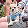 dog, small_dog, blue_harness, person, lap, outdoor, grass, chair, casual, relaxing, hand, watch, phone, shorts, sitting, leash, pet, companion, summer, daytime