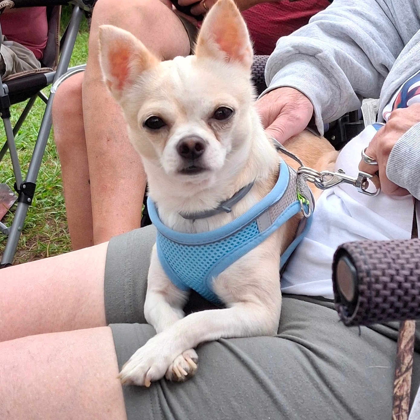 Loki joined the competition — help win amazing prizes! blue_harness, casual, chair, companion, daytime, dog, grass, hand, lap, leash, outdoor, person, pet, phone, relaxing, shorts, sitting, small_dog, summer, watch