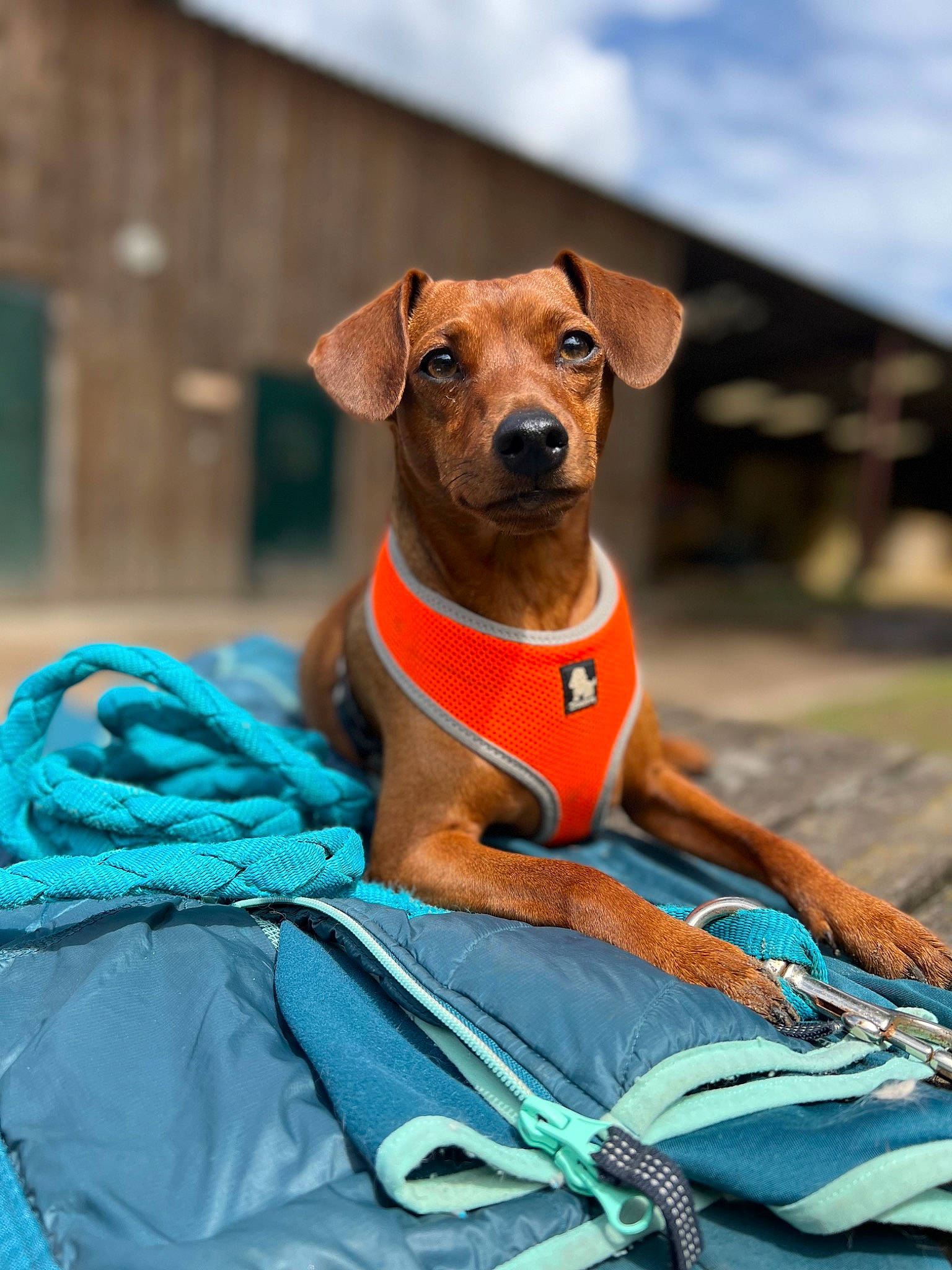 Surprise a rejoint le concours — aidez-le/la à gagner de superbes lots ! canidae, carnivore, cloud, collar, companion_dog, dog, dog_breed, dog_collar, dog_supply, electric_blue, eyewear, fashion_accessory, fawn, liver, pet_supply, sky, snout, sporting_group, sunglasses, working_animal