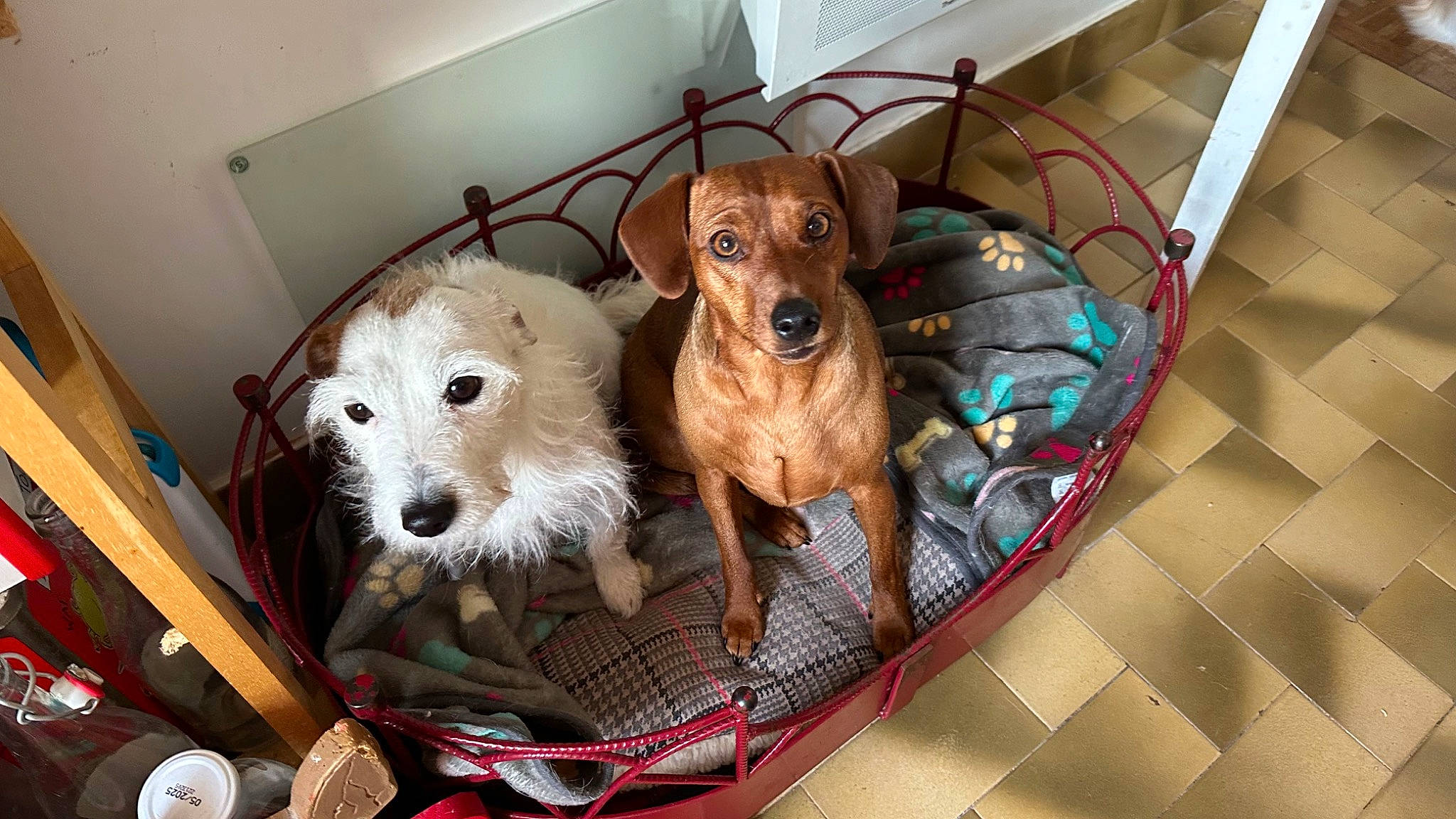 Surprise a rejoint le concours — aidez-le/la à gagner de superbes lots ! animal_shelter, bathing, canidae, carnivore, comfort, companion_dog, dog, dog_bed, dog_breed, dog_crate, dog_supply, fawn, flooring, liver, pet_supply, snout, sporting_group, toy_dog, working_animal