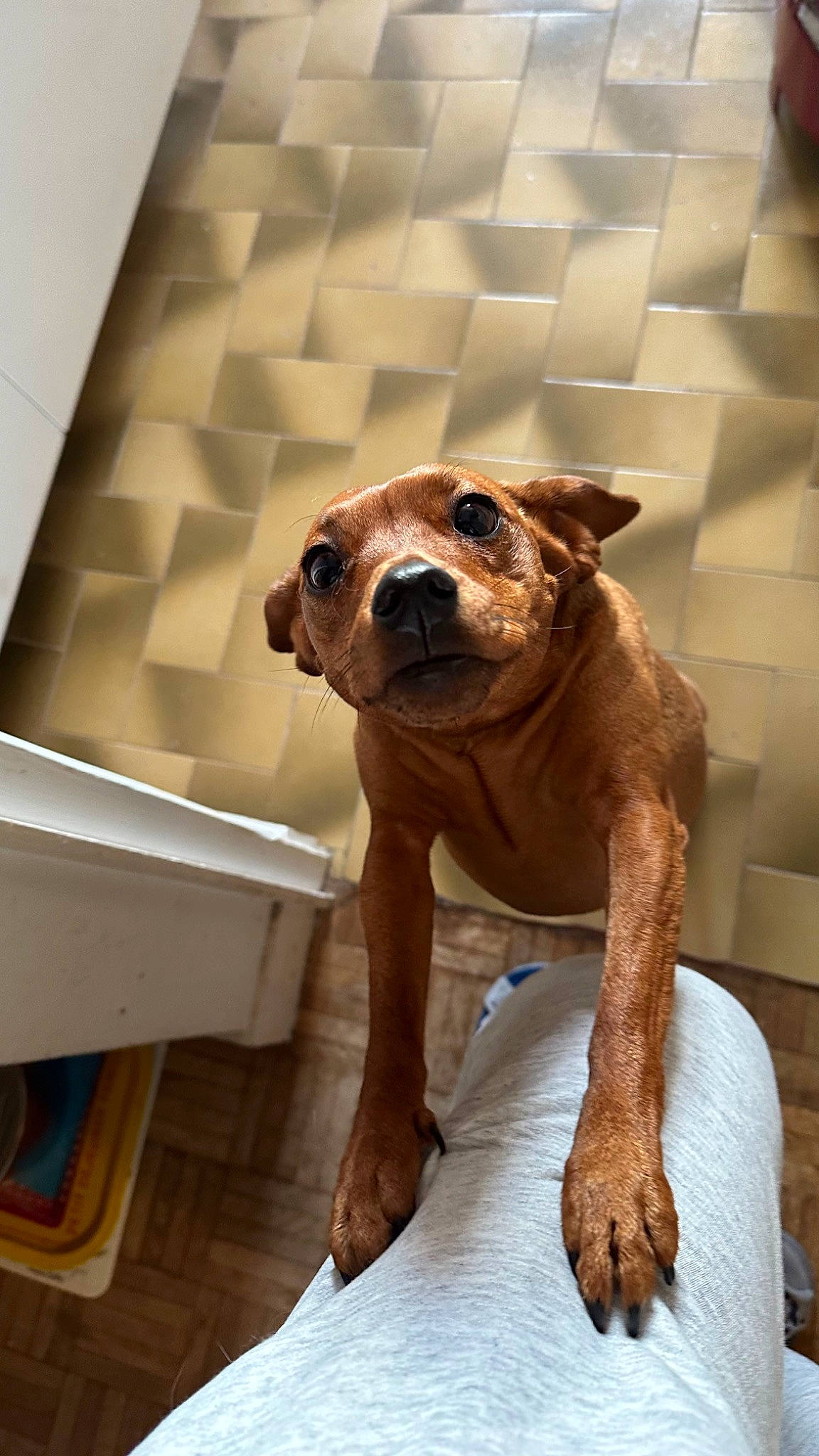 Surprise participe au concours pour gagner de l'argent avec cette photo : ancient_dog_breeds, art, canidae, carnivore, companion_dog, dog, dog_breed, door, fawn, liver, non_sporting_group, pet_supply, puppy, snout, sporting_group, terrestrial_animal, toy_dog, wood, working_animal, wrinkle