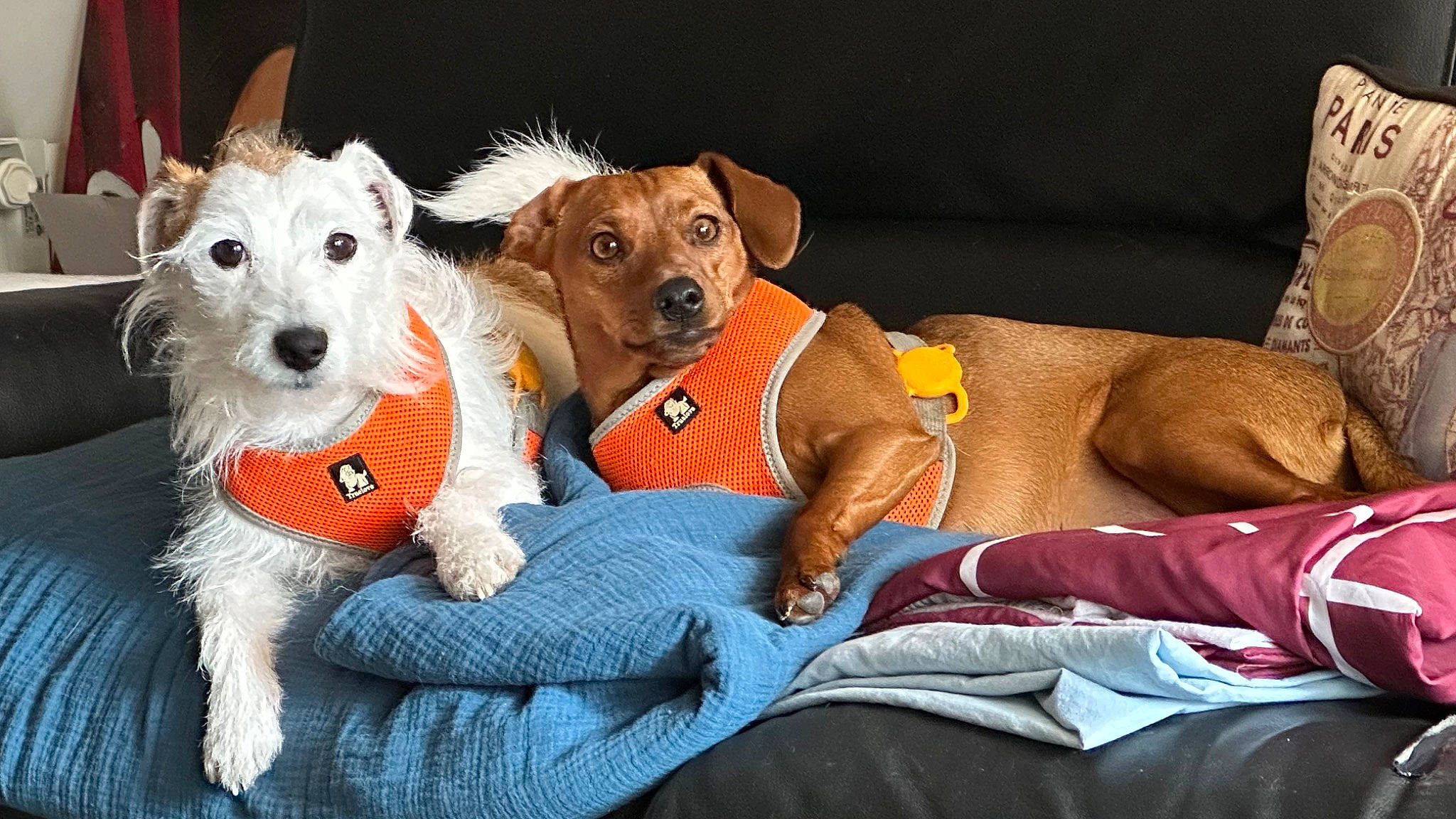 Surprise a rejoint le concours — aidez-le/la à gagner de superbes lots ! canidae, carnivore, collar, comfort, companion_dog, dog, dog_breed, dog_clothes, dog_collar, dog_supply, fawn, fur, paw, small_terrier, snout, sporting_group, terrier, toy_dog, wire_hair_fox_terrier, working_animal