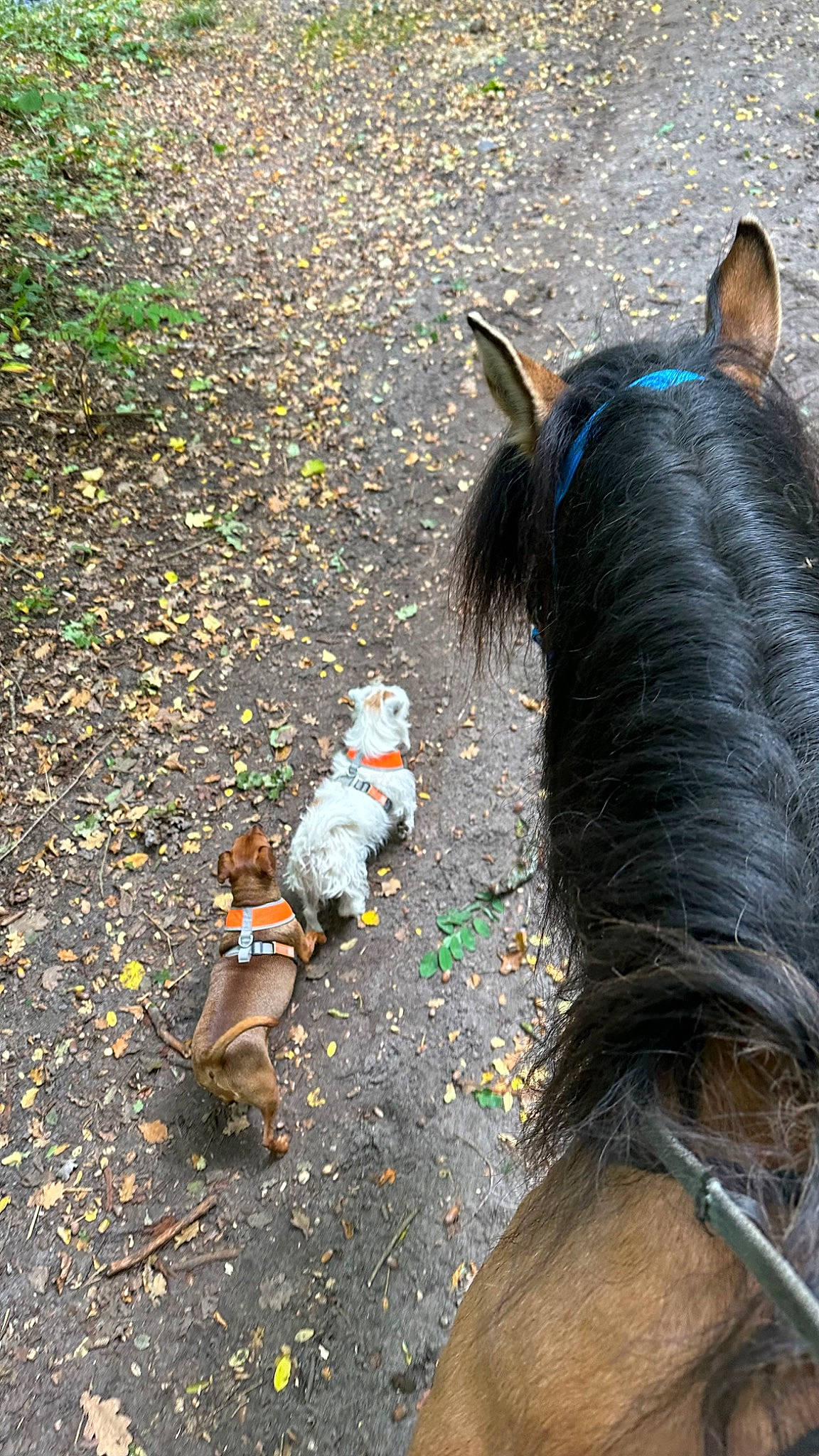 Optitcoeur a rejoint le concours — aidez-le/la à gagner de superbes lots ! asphalt, bridle, dog, dog_breed, fawn, grass, horse, horse_tack, liver, livestock, mammal, mane, mare, organism, pack_animal, road_surface, tail, terrestrial_animal, vertebrate, working_animal