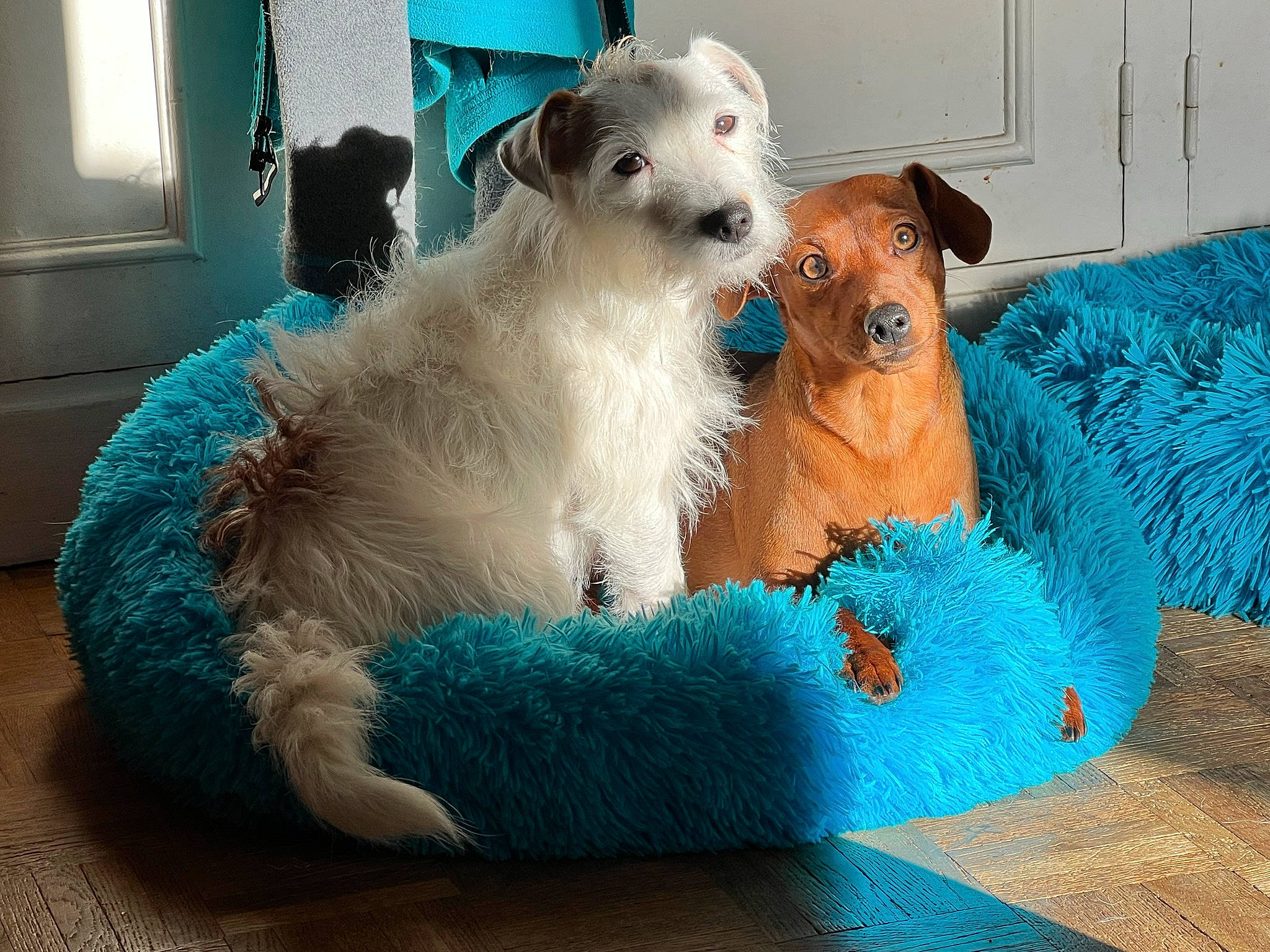 Optitcoeur a rejoint le concours — aidez-le/la à gagner de superbes lots ! blue, carnivore, companion_dog, couch, dog, dog_breed, dog_clothes, dog_supply, electric_blue, fawn, fur, paw, pet_supply, small_terrier, snout, terrier, toy_dog, whiskers, window, working_animal