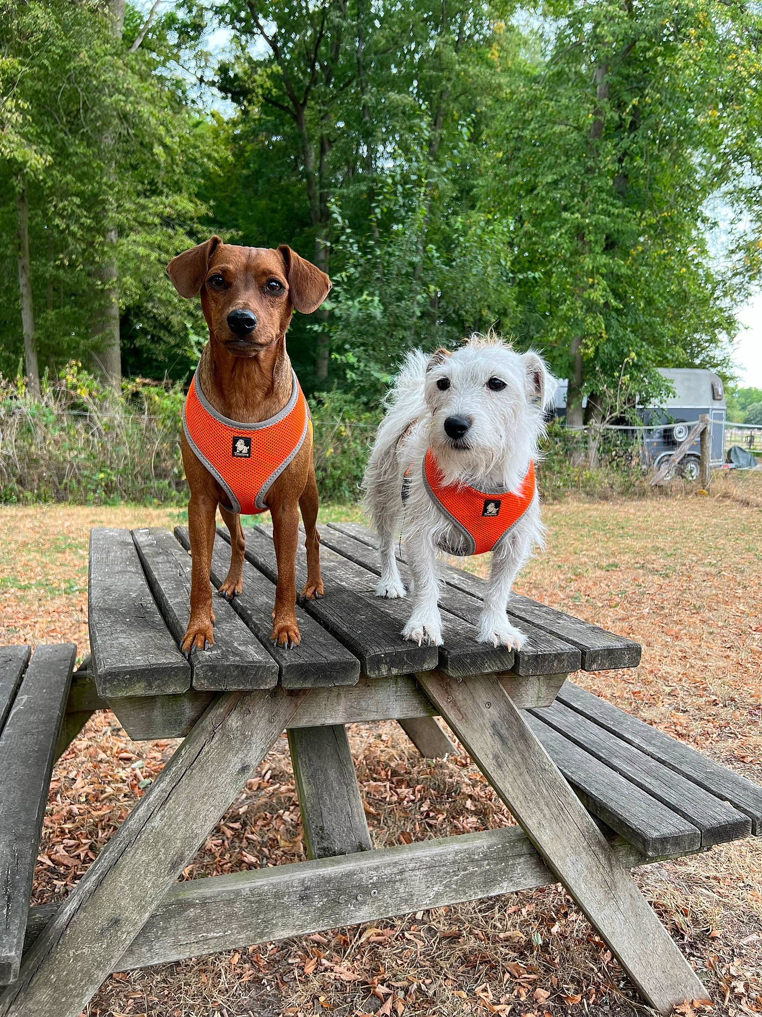 Optitcoeur participe au concours pour gagner de l'argent avec cette photo : airedale_terrier, canidae, carnivore, collar, companion_dog, dog, dog_breed, dog_collar, dog_supply, fawn, grass, outdoor_furniture, pet_supply, plant, sporting_group, terrier, tree, wire_hair_fox_terrier, working_animal, working_terrier